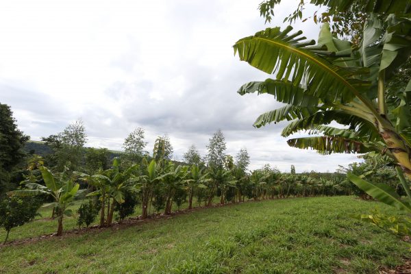 Plantio consorciado une laranja, banana e eucalipto em leiras ricas em matéria orgânica. Alex Silva / Estadão