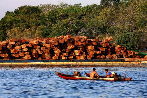 Extração ilegal é a porta de entrada para o desmatamento na Amazônia. Alberto Cesar Araujo / Greenpeace