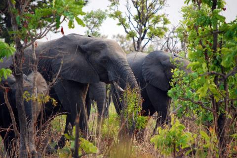 Elefantes africanos estão ameaçados pelo comércio de marfim. Crédito: NOAA Ocean Explorer