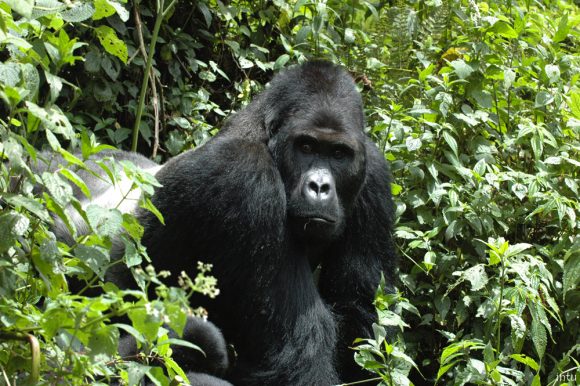Gorila oriental está criticamente ameaçado de extinção. Crédito: Intu Boedhihartono