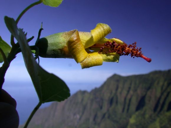 Hibiscadelphus woodii, umas das 38 espécies consideradas extintas no Havaí. Crédito: Ken Wood