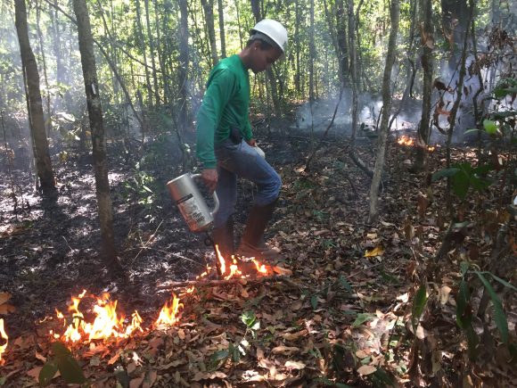 Pesquisador coloca fogo em parcela da floresta para estudar os impactos dos incêndios na Amazônia. Crédito: Giovana Girardi / Estadão