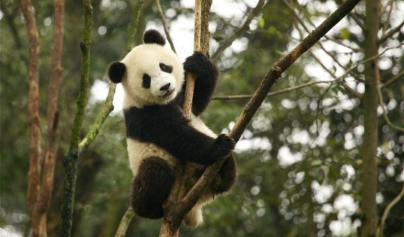 Pandas tiveram um aumento de população após recuperação das florestas de bambu. Crédito: Martha de Jong-Lantink