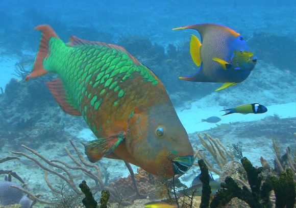 Um peixe-papagaio no Caribe. Crédito: Shutterstock.com