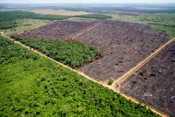 Desmatamento voltou a crescer entre grandes polígonos na Amazônica. Crédito: Tiago Queiroz / Estadão