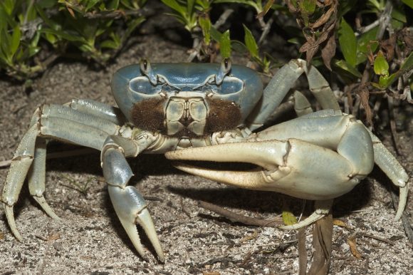 O guaiamum, ou caranguejo azul, é uma das espécies consideradas criticamente ameaçadas de extinção no Brasil. Getty Images