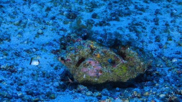 Imagem feita por submarino em recife de corais na foz do Amazonas. Crédito: Greenpeace