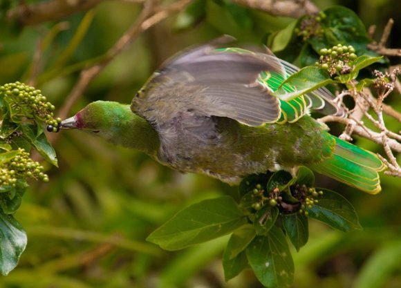 Pomba frutífera (Ptilinopus roseicapilla) presente em outras ilhas se alimenta do fruto da árvore Premna serratifolia. Crédito: Lainie Berry